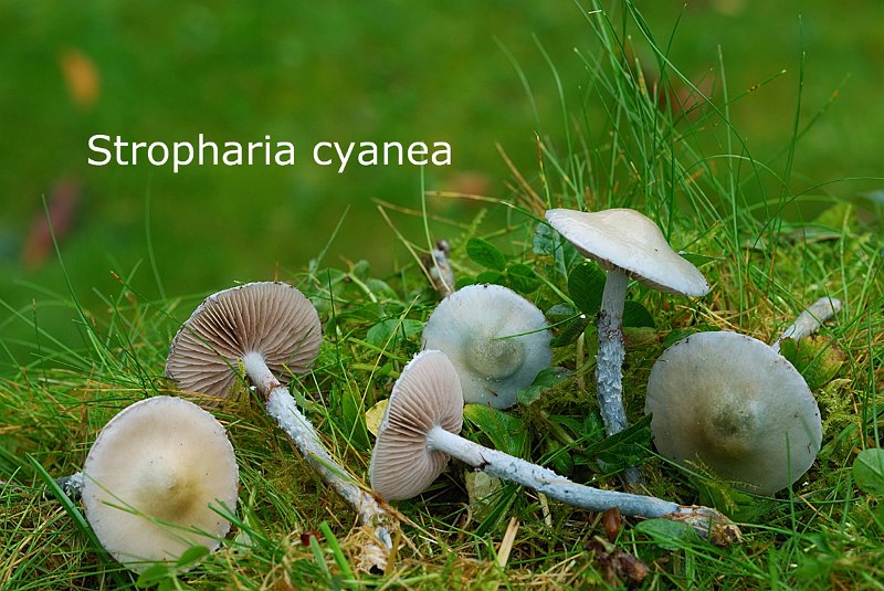 Stropharia cyanea-amf1794.jpg - Stropharia cyanea ; Syn1: Stropharia caerulea ; Syn2: Stropharia aeruginosa ; Nom français: Strophaire bleue